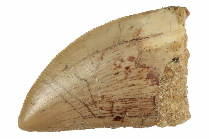 Serrated, 1.27" Juvenile Carcharodontosaurus Tooth 
